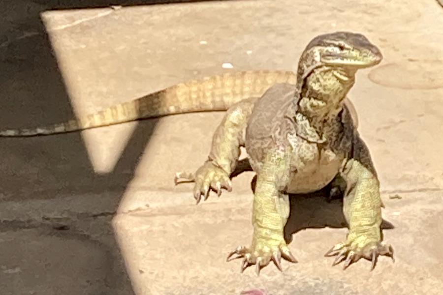 Early morning encounter out of the back door