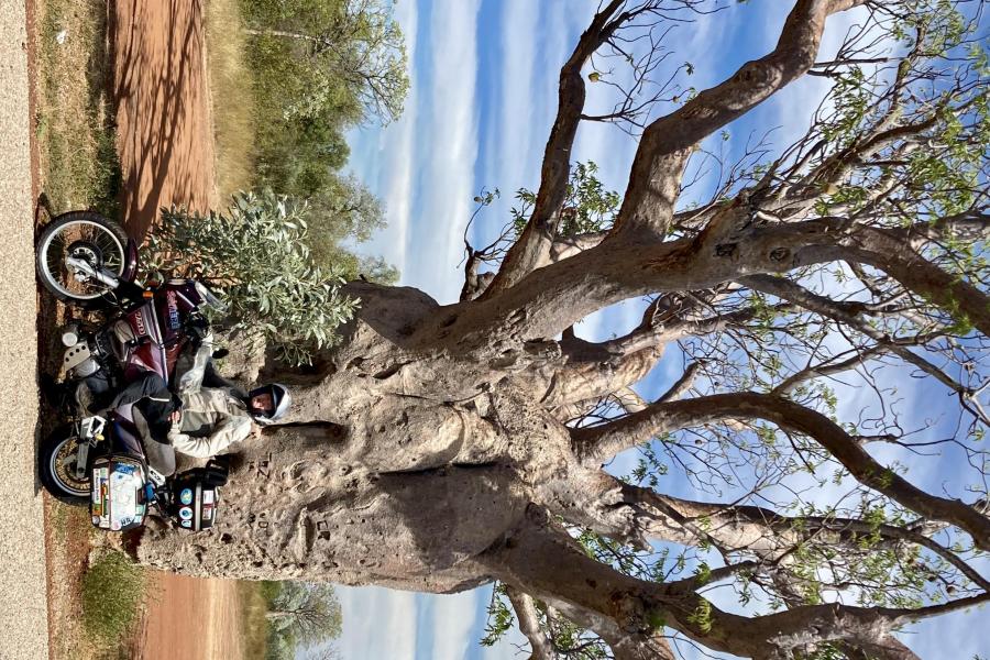 Boab trees in Western Australia