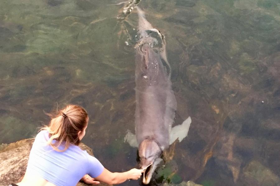 Dolphins in Bunbury at Turkey Point