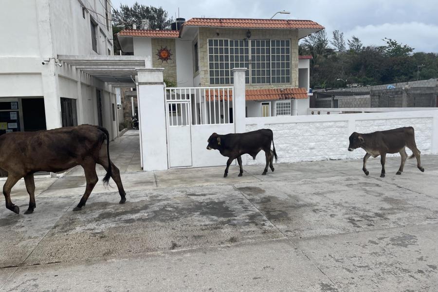 Downtown cows