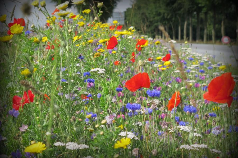 France, and a mixture of wild flowers