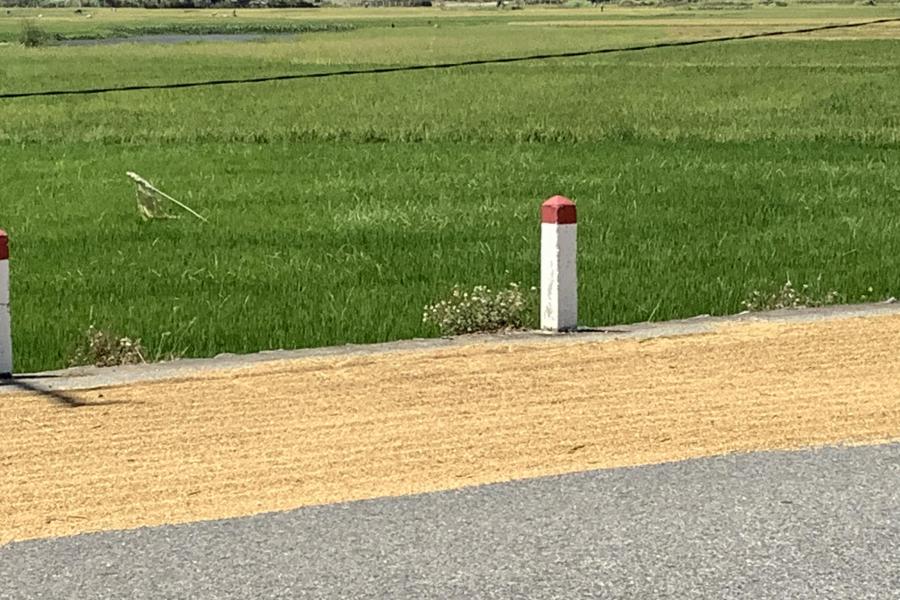 Drying rice