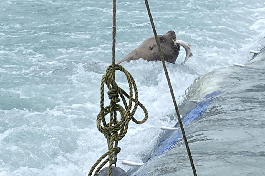 Male Stellar Sea Lion Catching a Salmon.  The Stellar Sea Lions can reach 2500 lbs (1140 kgs).