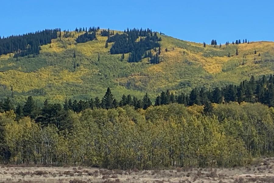 Aspens