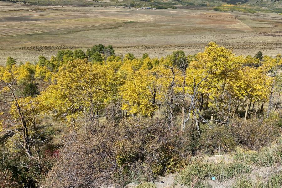 MORE ASPENS1