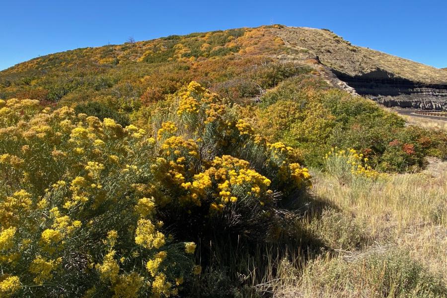 Fall Colors in Mesa Verde