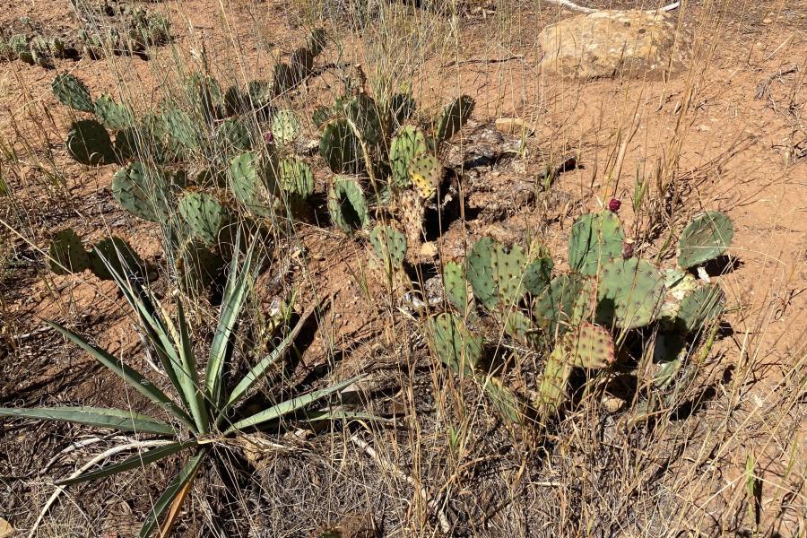 Some desert plants including prickly pear cactus (very edible) and ???.  They were all over the El Paso area and are like old friends.