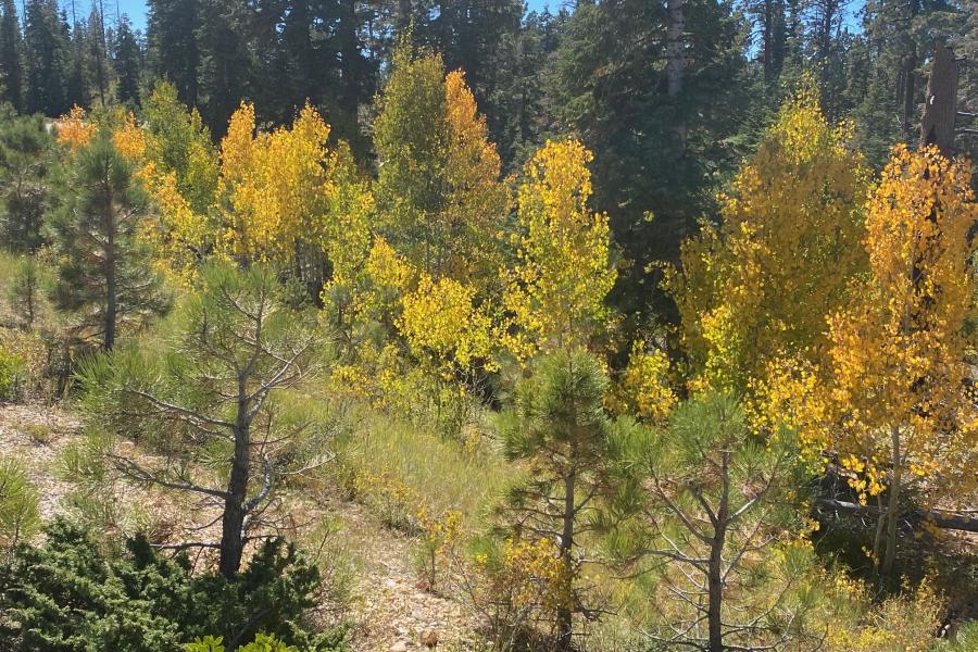 Fall Colors in Bryce