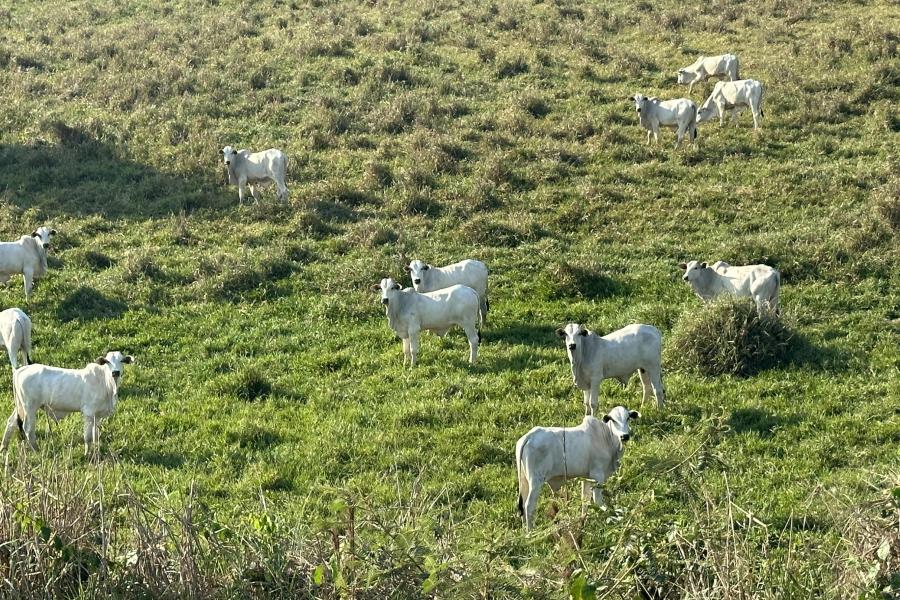 Brahman cattle