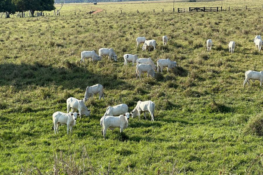 More Brahman cattle