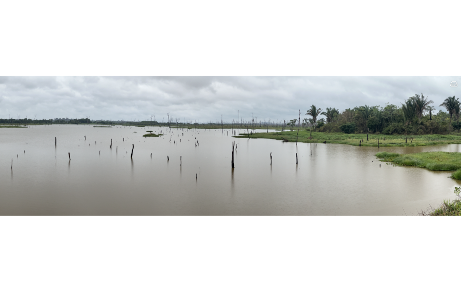 Amazon wetlands