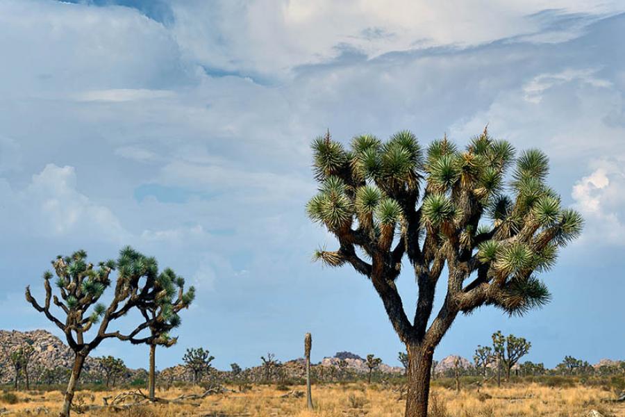 A Joshua Tree