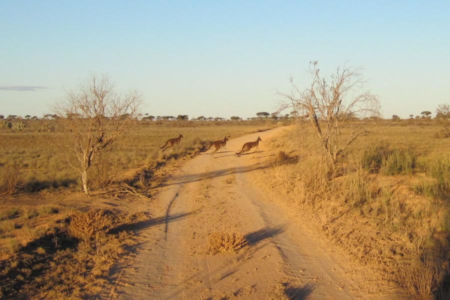 Kangaroos, Wombats, Emus, Wedgetail Eagles, Camels and more