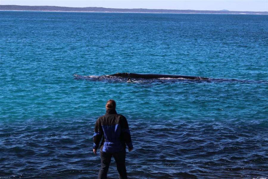 Whales at Cape Arid NP