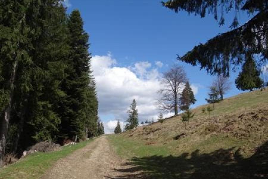 The cross