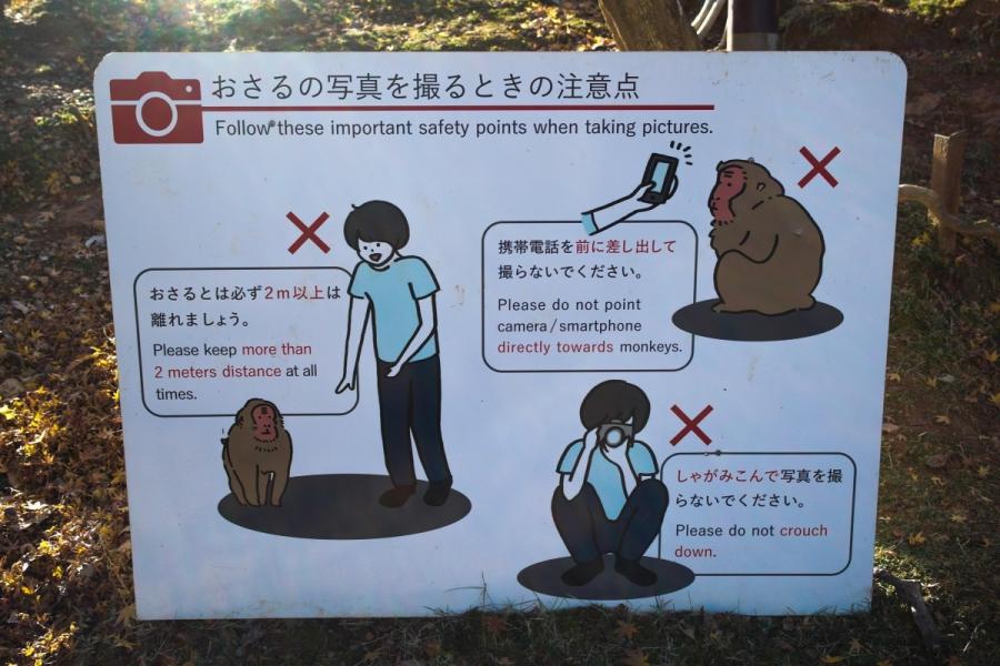 - Don’t stare the monkeys in the eye nor touch them.  - Don’t feed them outdoors.  - Don’t take close-up pictures of the monkeys—stay at least two meters away.  - Don’t crouch while taking pictures.