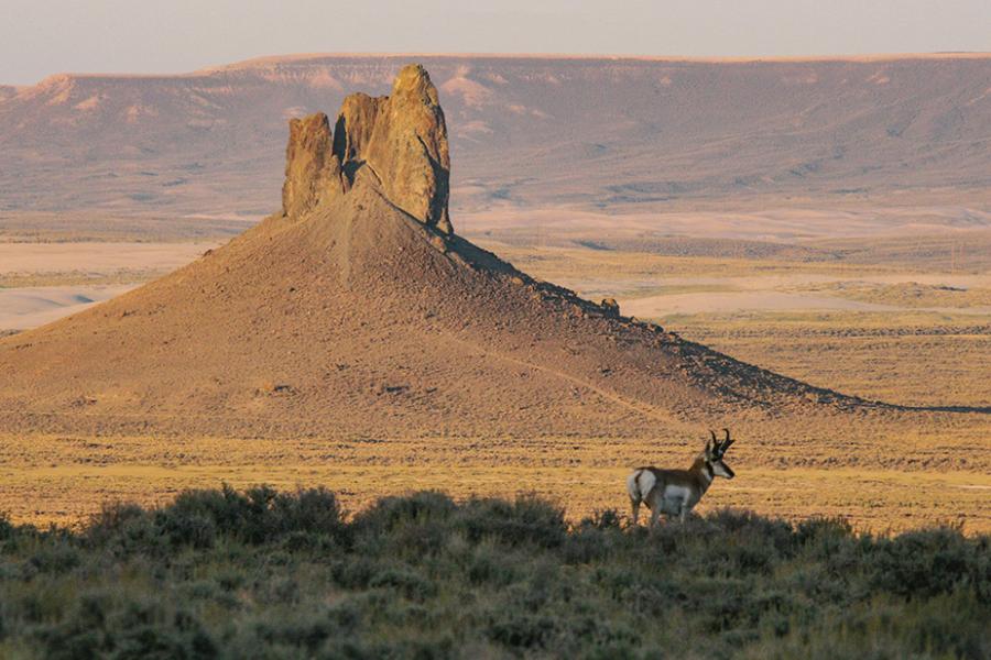 Pronghorn and Boars Tusk