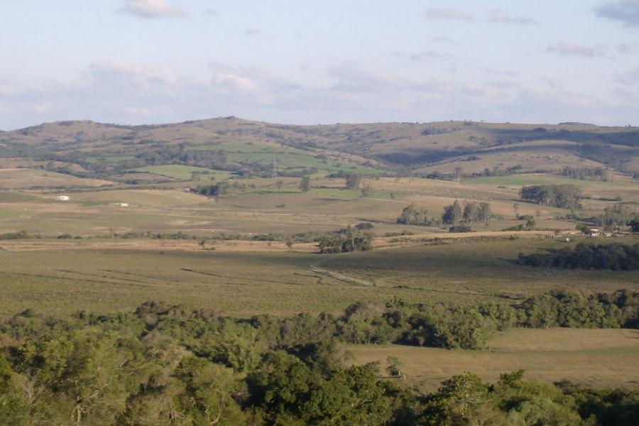 Las Pampas grazing landscape, Argentina