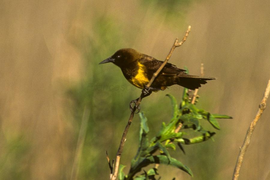 A yellow and black marsh bird, Las Pampas, Argentina