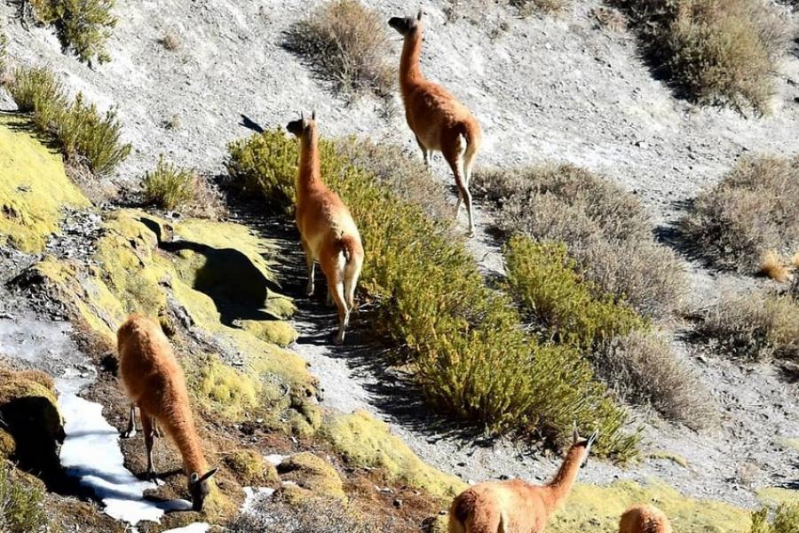 Watch out for wildlife along Ruta 13, Argentina