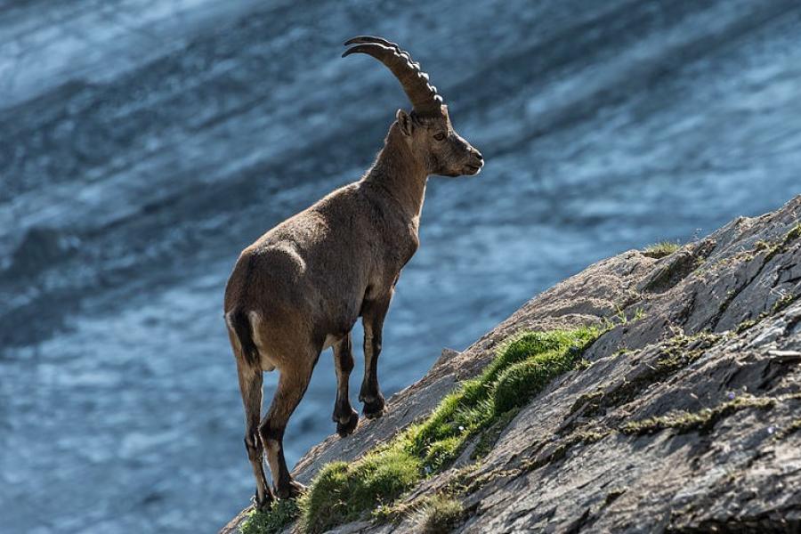 Ibex, Hohe Tauern National Park