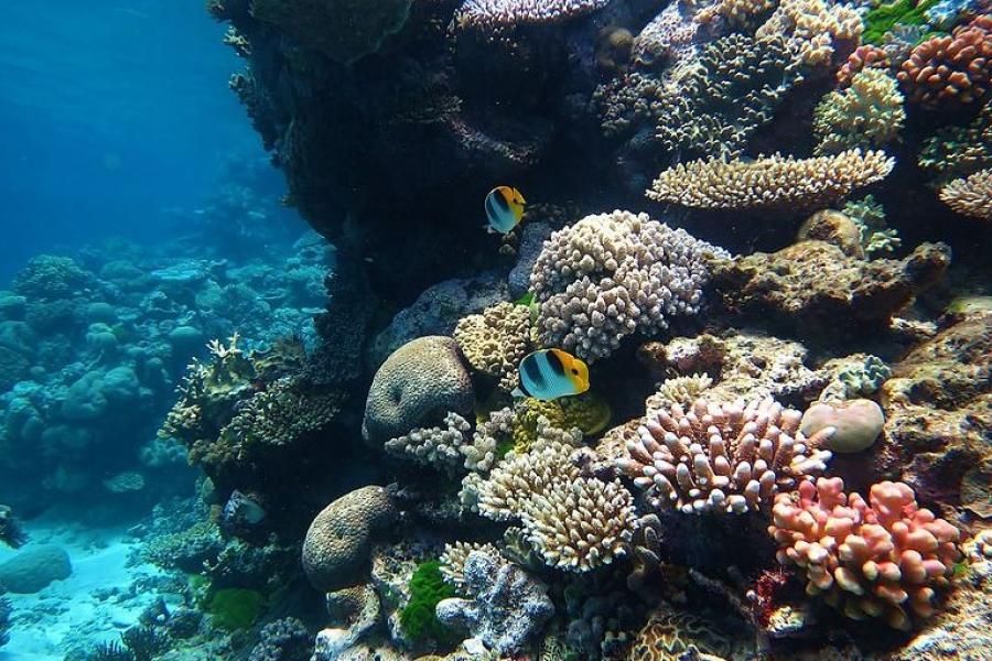 Coral fish, Great Barrier Reef