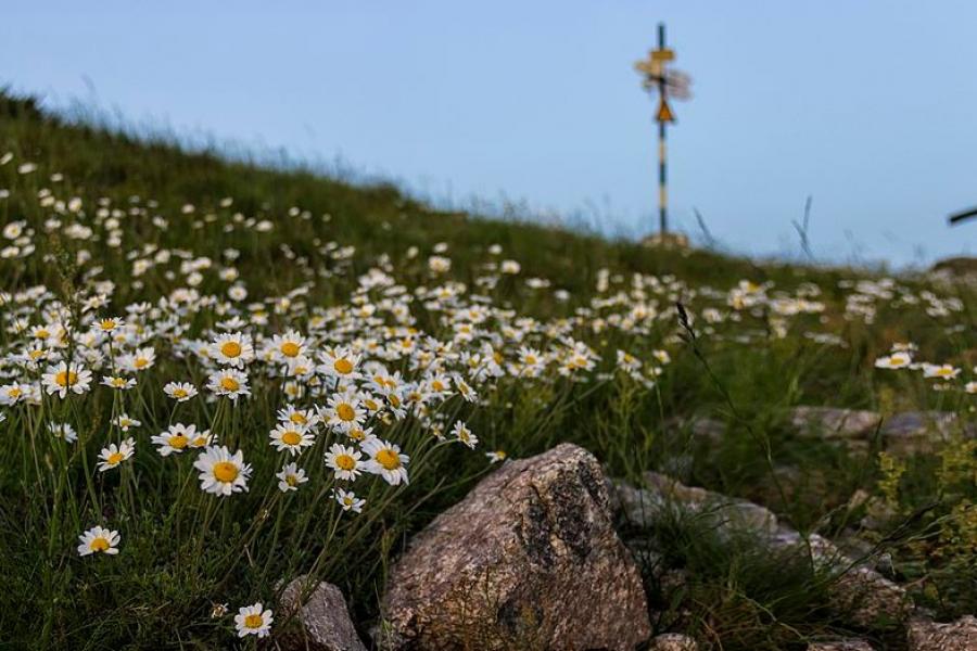 Daisies grow here, Central Balkan National Park