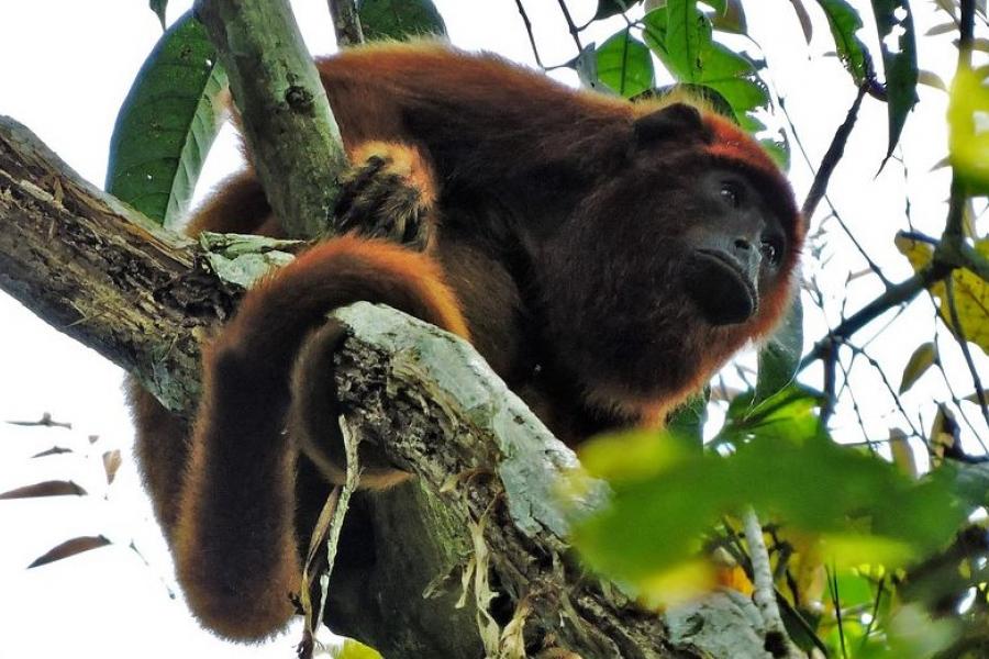 Red howler monkey, Madidi National Park, Bolivia