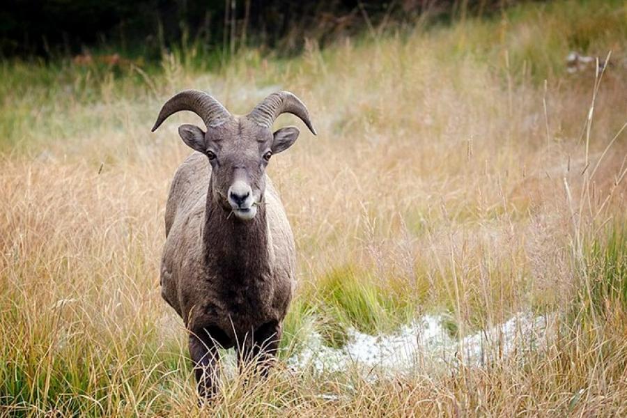 Bighorn sheep