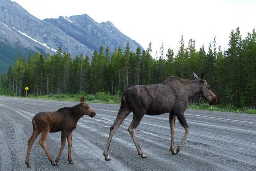 Female moose and calf crossing dirt road