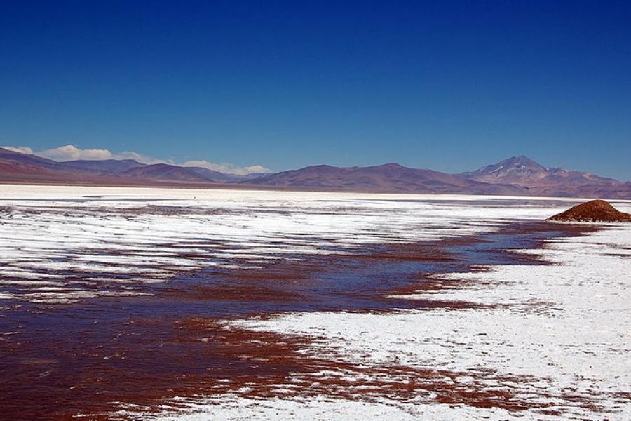 On the wet edges of Salar de Maricunga