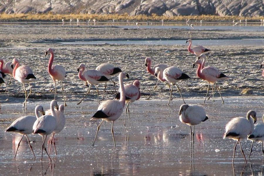 Flamingos feeding near Salar de Maricunga