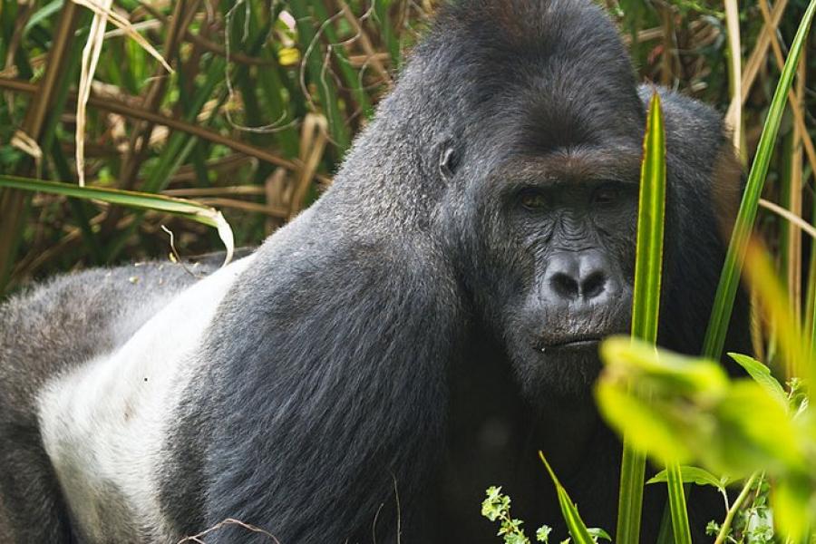 Adult silverback gorilla, Kahuzi-Biega National Park