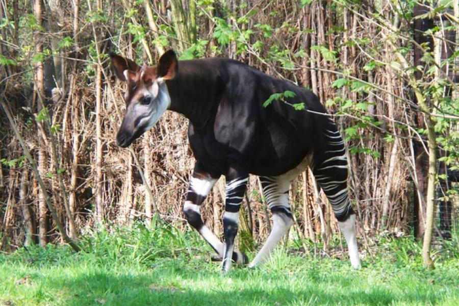 An okapi, Okapi Wildlife Reserve