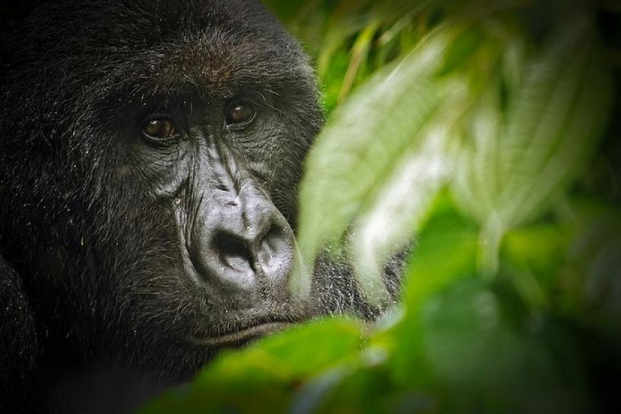 Close up of a gorilla's face, Virunga National Park