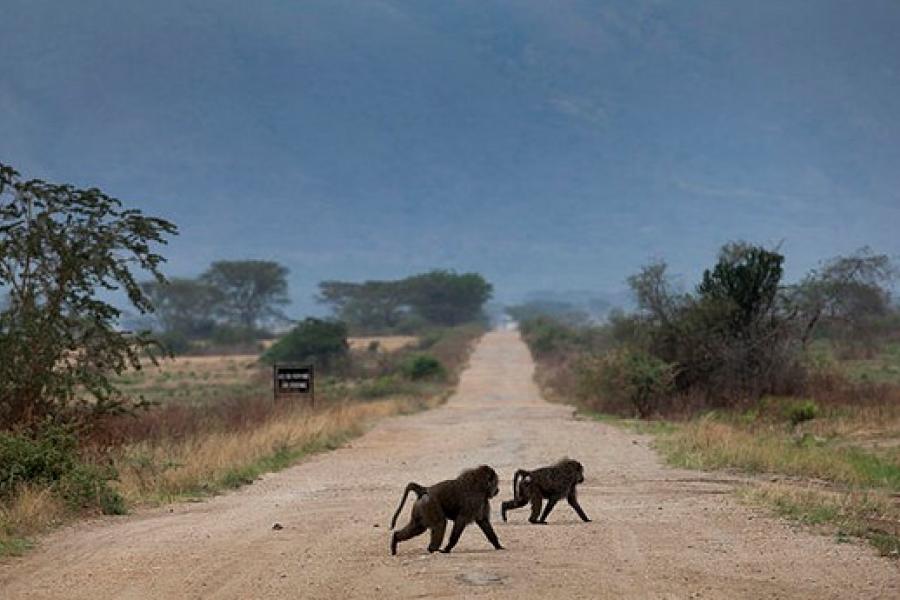 Animals crossing the dirt road, Virunga National Park