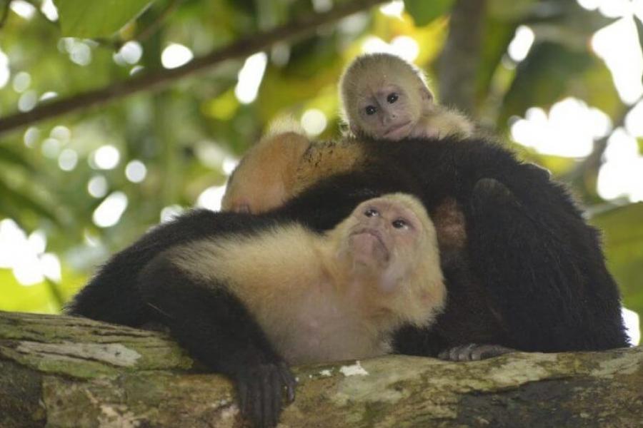 Capuchin monkey family, Manuel Antonio National Park, Costa Rica