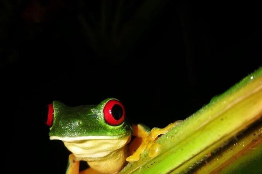 Frog seen on a night tour