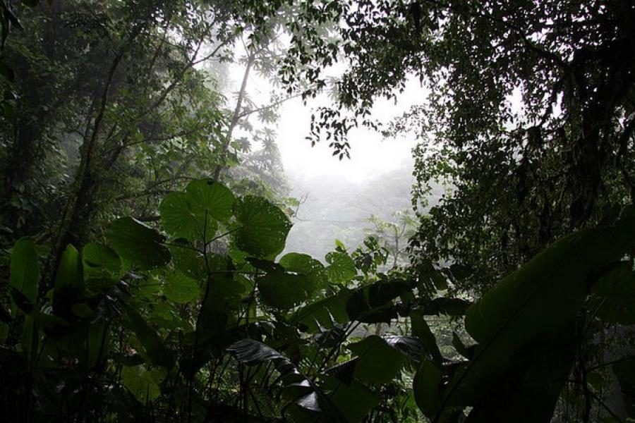 View through a gap in the canopy, Monteverde Cloud Forest Reserve, Costa Rica