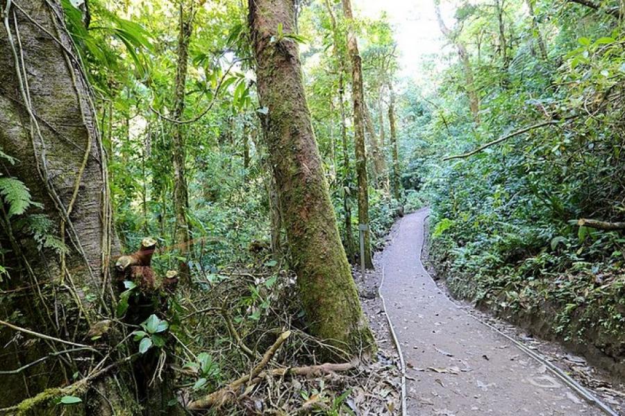 Pathway in the Monteverde Cloud Forest Reserve, Costa Rica