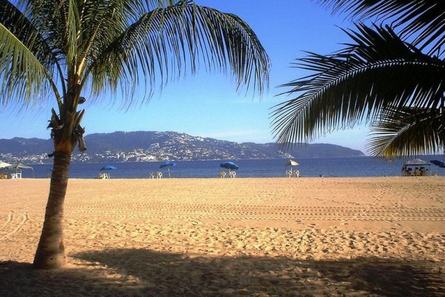 Beach palms, Tamarindo