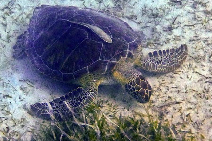 Sea turle off a beach, Tamarindo