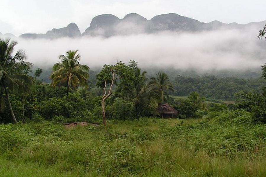 Small hut in the jungle, Pinar del Rio