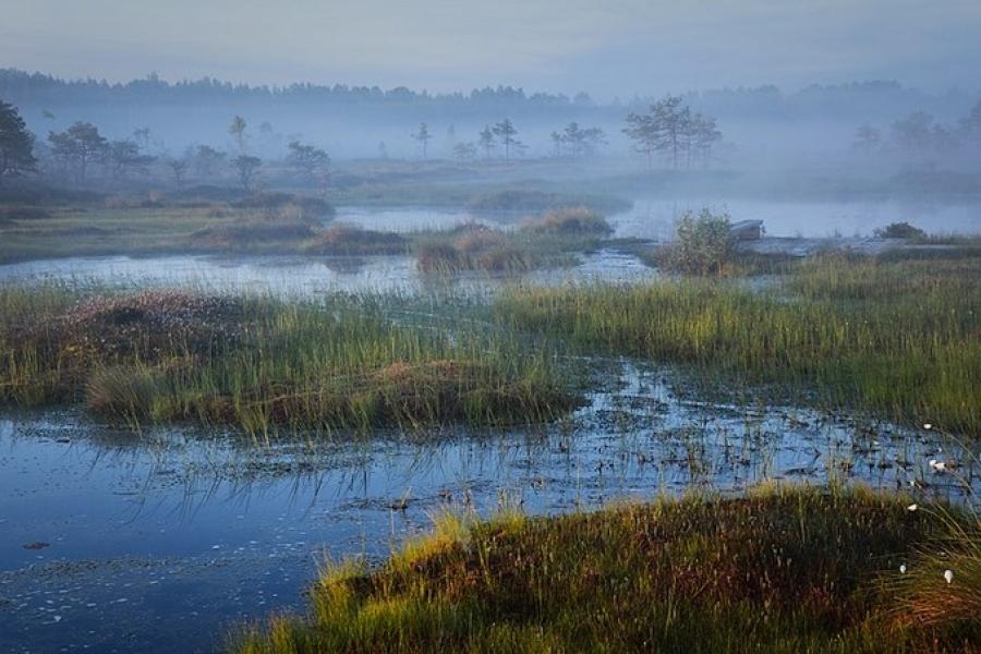 Aquatic landscape, Soomaa National Park, Estonia