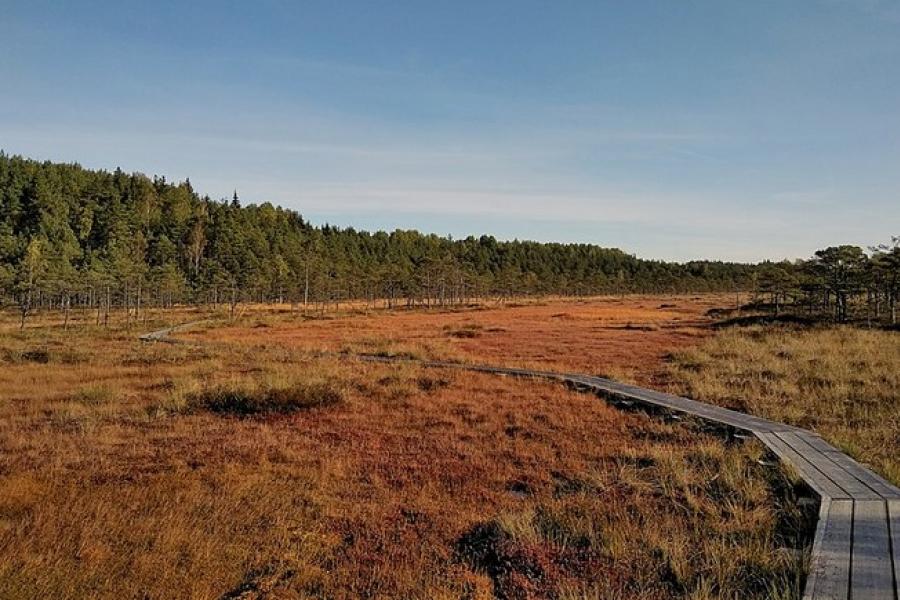 Narrow wooden walkway across senstive areas, Soomaa National Park, Estonia