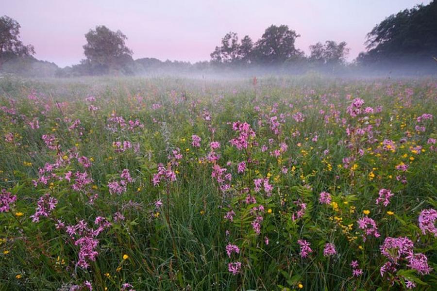 Wildflowers abound, Soomaa National Park, Estonia