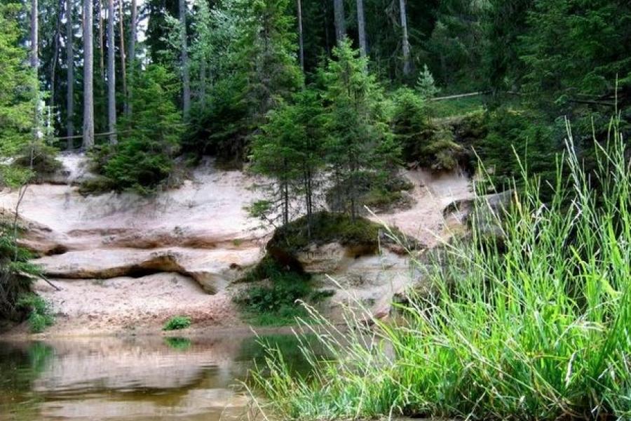 Trees grow out from sandstone formations, Taevaskoja, Estonia