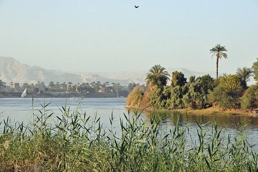 Water view and reeds near Luxor, Egypt