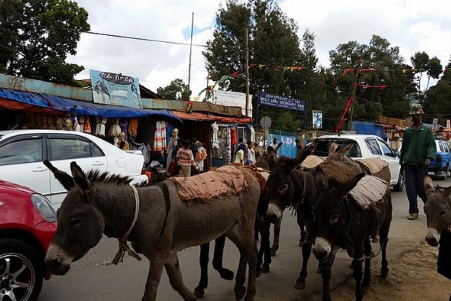 Donkeys and cars on a smaller road, Addis Ababa, Ethiopia