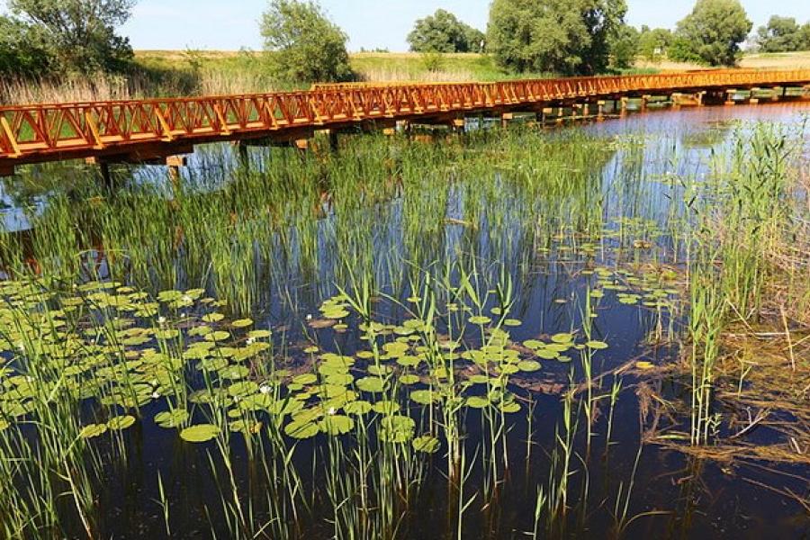 Walkway and water lillies, Kopacki Rit National Park